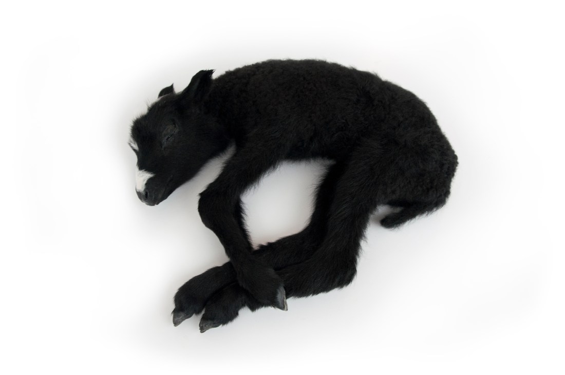 KUN OLIMME KUOLEMATTOMIA - WHEN WE WERE IMMORTALS Kuolleena syntynyt karitsa, hengitys koneisto Lamb born dead, breathing mechanism 30 x 35 x 12cm 2013 (2014)