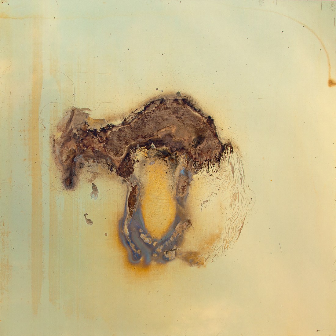 SOME BEAUTY IN IT ALL Messinki, kuolleen eläimen jäänteet Brass, original substances of a dead animal 100 x 100cm 2014