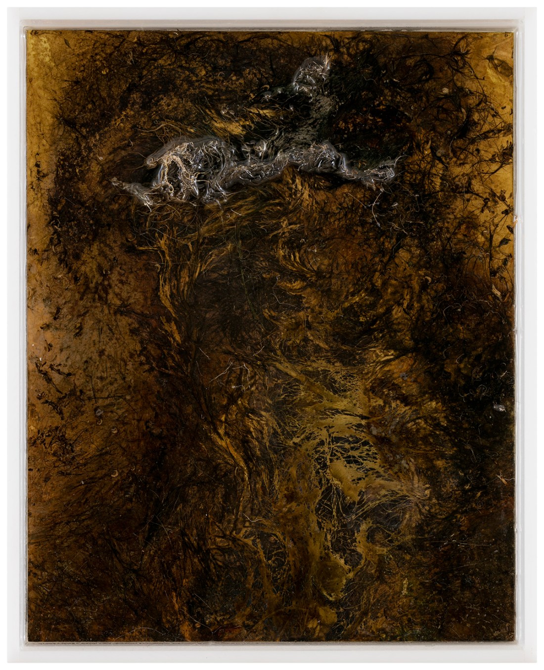 BAROQUE (1) Messinki, kuolleen eläimen jäänteet, akrylihartsi, akrylilasi Brass, original substances of a dead animal, resin, plexi glass 26 x 21cm 2016