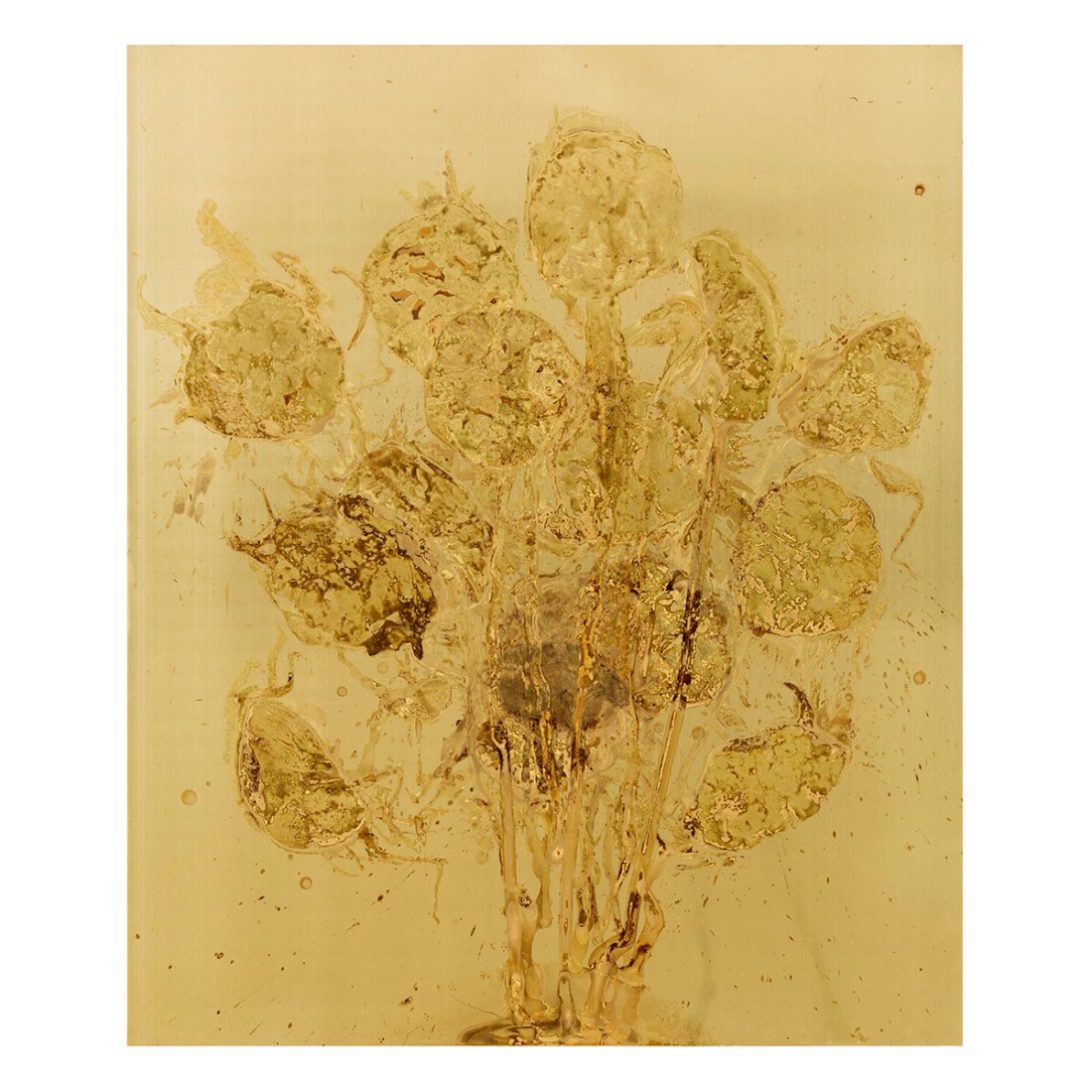 SUNFLOWERS Messinki, ihmisen istukan jäänteet Brass, original substances of human a placenta 120 x 100cm 2016